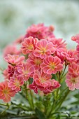 SPRING, APRIL, APRICOT, PINK FLOWERS, BLOOMS OF LEWISIA COTYLEDON SEMI-DOUBLE APRICOT