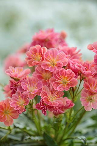 SPRING_APRIL_APRICOT_PINK_FLOWERS_BLOOMS_OF_LEWISIA_COTYLEDON_SEMIDOUBLE_APRICOT