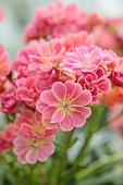 SPRING, APRIL, APRICOT, PINK FLOWERS, BLOOMS OF LEWISIA COTYLEDON SEMI-DOUBLE APRICOT