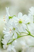 SPRING, APRIL, WHITE FLOWERS, BLOOMS OF LEWISIA COTYLEDON WHITE SPLENDOUR