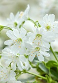 SPRING, APRIL, WHITE FLOWERS, BLOOMS OF LEWISIA COTYLEDON WHITE SPLENDOUR