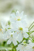 SPRING, APRIL, WHITE FLOWERS, BLOOMS OF LEWISIA COTYLEDON WHITE SPLENDOUR