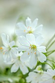 SPRING, APRIL, WHITE FLOWERS, BLOOMS OF LEWISIA COTYLEDON WHITE SPLENDOUR