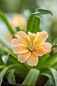 SPRING, APRIL, PEACH FLOWERS, BLOOMS OF LEWISIA LITTLE PEACH