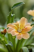 SPRING, APRIL, PEACH FLOWERS, BLOOMS OF LEWISIA LITTLE PEACH