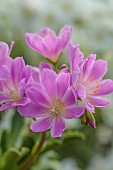 SPRING, APRIL, PINK, WHITE FLOWERS OF LEWISIA COTYLEDON BRANNAN BAR, AGM