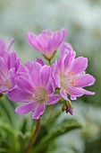 SPRING, APRIL, PINK, WHITE FLOWERS OF LEWISIA COTYLEDON BRANNAN BAR, AGM