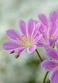 SPRING, APRIL, PINK, WHITE FLOWERS OF LEWISIA COTYLEDON BRANNAN BAR, AGM