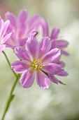 SPRING, APRIL, PINK, WHITE FLOWERS OF LEWISIA COTYLEDON BRANNAN BAR, AGM