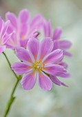 SPRING, APRIL, PINK, WHITE FLOWERS OF LEWISIA COTYLEDON BRANNAN BAR, AGM