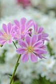 SPRING, APRIL, PINK, WHITE FLOWERS OF LEWISIA COTYLEDON BRANNAN BAR, AGM