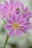 SPRING, APRIL, PINK, WHITE FLOWERS OF LEWISIA COTYLEDON BRANNAN BAR, AGM