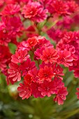 SPRING, APRIL, RED FLOWERS, BLOOMS OF LEWISIA COTYLEDON ASHWOOD RUBY