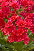 SPRING, APRIL, RED FLOWERS, BLOOMS OF LEWISIA COTYLEDON ASHWOOD RUBY