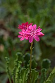 SPRING, APRIL, RED, PINK, MAGENTA FLOWERS, BLOOMS OF LEWISIA COTYLEDON JOHNS SPECIAL