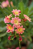 SPRING, APRIL, RED, PINK, MAGENTA FLOWERS, BLOOMS OF LEWISIA COTYLEDON PINK