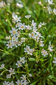 SPRING, APRIL, WHITE FLOWERS, BLOOMS OF LEWISIA COLUMBIANA SUBSP. WALLOWENSIS