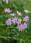 SPRING, APRIL, PINK, PURPLE FLOWERS, BLOOMS OF LEWISIA COLUMBIANA