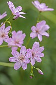 SPRING, APRIL, PINK, PURPLE FLOWERS, BLOOMS OF LEWISIA COLUMBIANA