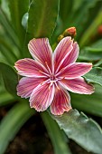 SPRING, APRIL, PLUM FLOWERS, BLOOMS OF LEWISIA LITTLE PLUM