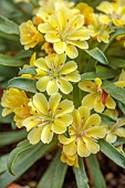 SPRING, APRIL, PALE YELLOW FLOWERS, BLOOMS OF LEWISIA ASHWOOD CAROUSEL HYBRIDS YELLOW SHADES