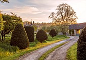 CAISSON GARDEN, SOMERSET: DRIVE AND TOPIARY MEADOW IN FRONT OF THE HOUSE, APRIL, SPRING, YEWS