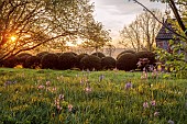 CAISSON GARDEN, SOMERSET: TOPIARY MEADOW IN FRONT OF THE HOUSE, APRIL, SPRING, YEW TOPIARY, BLUE CAMASSIAS