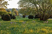 CAISSON GARDEN, SOMERSET: TOPIARY MEADOW IN FRONT OF THE HOUSE, APRIL, SPRING, YEW TOPIARY, BLUE CAMASSIAS