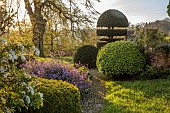 CAISSON GARDEN, SOMERSET: CLIPPED TOPIARY SHAPES BESIODE THE HOUSE, MORNING LIGHT, SUNRISE