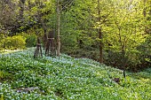 CAISSON GARDEN, SOMERSET: THE WOODLAND IN SPRING, APRIL, WHITE FLOWERS, BLOOMS OF WILD GARLIC, ALLIUM URSINUM