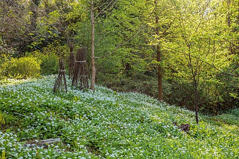 CAISSON_GARDEN_SOMERSET_THE_WOODLAND_IN_SPRING_APRIL_WHITE_FLOWERS_BLOOMS_OF_WILD_GARLIC_ALLIUM_URSI