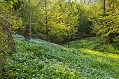 CAISSON GARDEN, SOMERSET: THE WOODLAND IN SPRING, APRIL, WHITE FLOWERS, BLOOMS OF WILD GARLIC, ALLIUM URSINUM