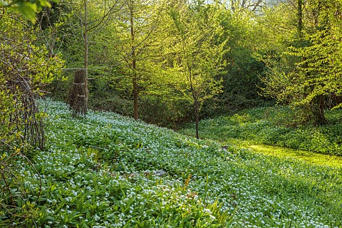 CAISSON_GARDEN_SOMERSET_THE_WOODLAND_IN_SPRING_APRIL_WHITE_FLOWERS_BLOOMS_OF_WILD_GARLIC_ALLIUM_URSI