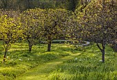 CAISSON GARDEN, SOMERSET: THE WALLED GARDEN AND ORCHARD, APRIL, SPRING: ORCHARD, BLOSSOM, TULIPS, MOWN PATH THROUGH LAWN, ORNAMENTAL, SCULPTURAL BENCH, SEAT