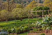 CAISSON GARDEN, SOMERSET: THE WALLED GARDEN AND ORCHARD, APRIL, SPRING: ORCHARD, BLOSSOM, WHITE TULIPS, ORNAMENTAL CUT FLOWER AND VEGETABLE BEDS