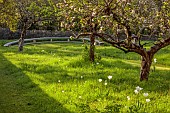 CAISSON GARDEN, SOMERSET: THE WALLED GARDEN AND ORCHARD, APRIL, SPRING: ORCHARD, BLOSSOM, TULIPS, MOWN PATH THROUGH LAWN, ORNAMENTAL, SCULPTURAL BENCH, SEAT