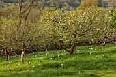 CAISSON GARDEN, SOMERSET: THE WALLED GARDEN AND ORCHARD, APRIL, SPRING: ORCHARD, BLOSSOM, TULIPS, MOWN PATH THROUGH LAWN