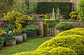 CAISSON GARDEN, SOMERSET: TERRACE WITH CONTAINERS, GATE, WALL WITH TERRACOTTA CONTAINERS PLANTED WITH TULIP GAVOTA