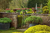 CAISSON GARDEN, SOMERSET: TERRACE WITH CONTAINERS, GATE, WALL WITH TERRACOTTA CONTAINERS PLANTED WITH TULIP GAVOTA