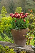 CAISSON GARDEN, SOMERSET: WALL WITH TERRACOTTA CONTAINERS PLANTED WITH TULIP GAVOTA