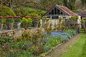 CAISSON GARDEN, SOMERSET: THE LONG BORDER AND WALL WITH TERRACOTTA CONTAINERS PLANTED WITH TULIP GAVOTA