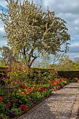 MORTON HALL GARDENS, WORCESTERSHIRE: APRIL, SPRING, BORDERS, TULIPS, KITCHEN GARDEN, BORDER, ORANGE, RED, TULIPS, TULIPA BALLERINA, TULIPA RED SIGNAL, TULIPA FIERY CLUB