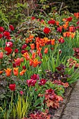 MORTON HALL GARDENS, WORCESTERSHIRE: APRIL, SPRING, BORDERS, TULIPS, KITCHEN GARDEN, BORDER, ORANGE, RED, TULIPS, TULIPA BALLERINA, TULIPA RED SIGNAL, TULIPA FIERY CLUB