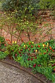 MORTON HALL GARDENS, WORCESTERSHIRE: THE KITCHEN GARDEN, SPRING, APRIL, BORDER WITH TULIPS, TULIP FLY AWAY, SLAWA, NOVI SUN
