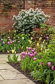 MORTON HALL, WORCESTERSHIRE: BORDER IN SOUTH GARDEN, SPRING, APRIL, TULIPS, WALLS, CHOISYA AZTEC PEARL