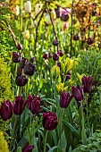 MORTON HALL, WORCESTERSHIRE: BORDER IN SOUTH GARDEN, SPRING, TULIPS, TULIP FLORIJN CHIC, HAVRAN, QUEEN OF NIGHT