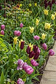 MORTON HALL, WORCESTERSHIRE: BORDER IN SOUTH GARDEN, SPRING, TULIPS, TULIP FLORIJN CHIC, TULIP HAVRAN, TULIP AMAZING GRACE