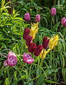 MORTON HALL, WORCESTERSHIRE: BORDER IN SOUTH GARDEN, SPRING, TULIPS, TULIP FLORIJN CHIC, TULIP HAVRAN, TULIP AMAZING GRACE