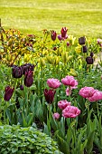 MORTON HALL, WORCESTERSHIRE: BORDER IN SOUTH GARDEN, SPRING, TULIPS, TULIP FLORIJN CHIC, TULIP HAVRAN, TULIP AMAZING GRACE