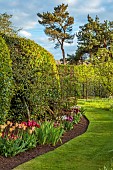 MORTON HALL, WORCESTERSHIRE: BORDER, SPRING, TULIPS, EVENING LIGHT, SUNSET, HEDGES, LAWN